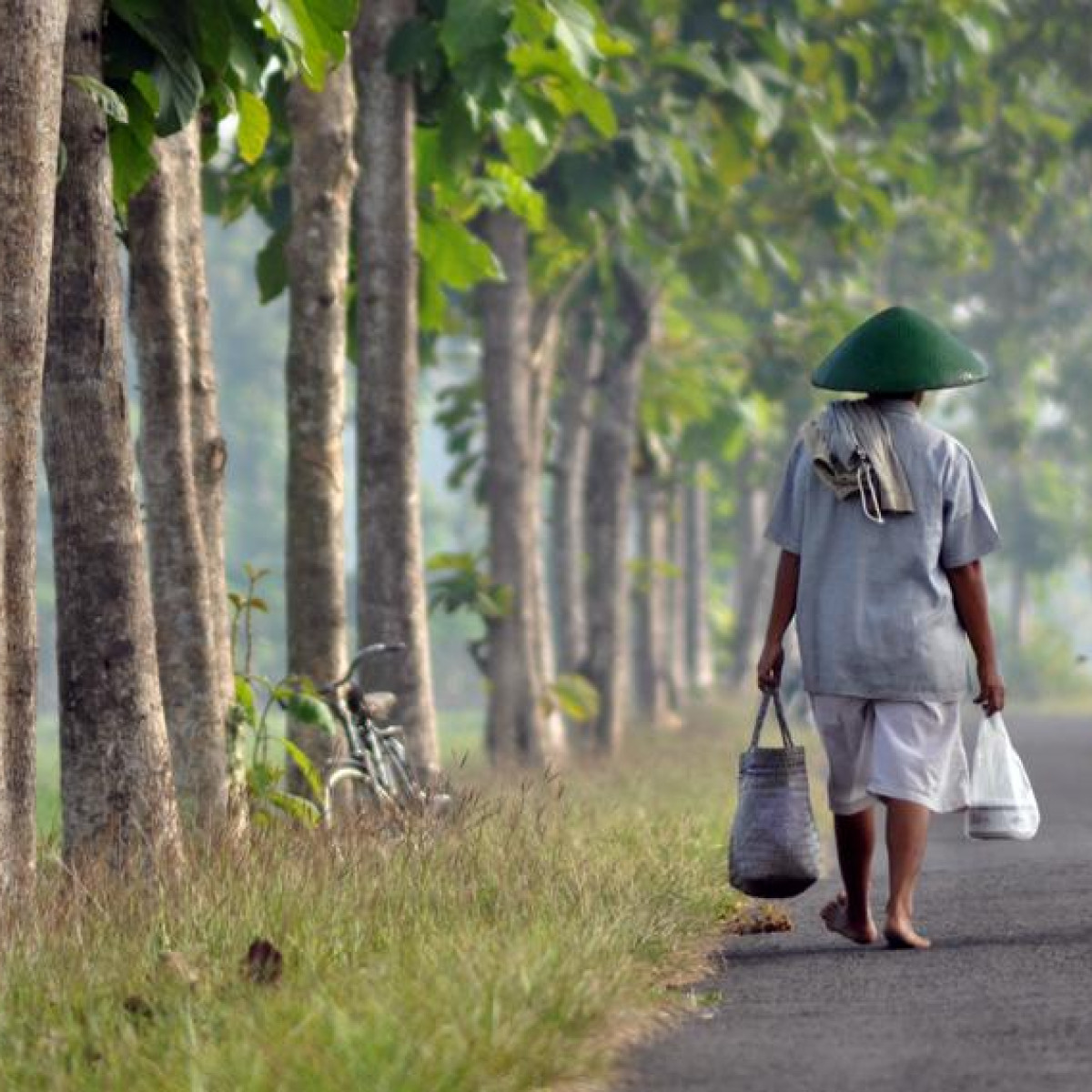 Indonesian Customary Forest
